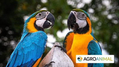 qu� comen los loros