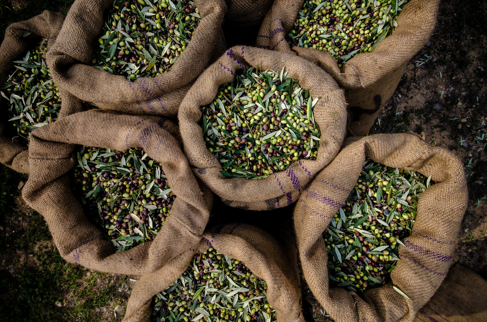 Aceite de oliva - ¿Por qué este es el alimento milagroso más antiguo del mundo?