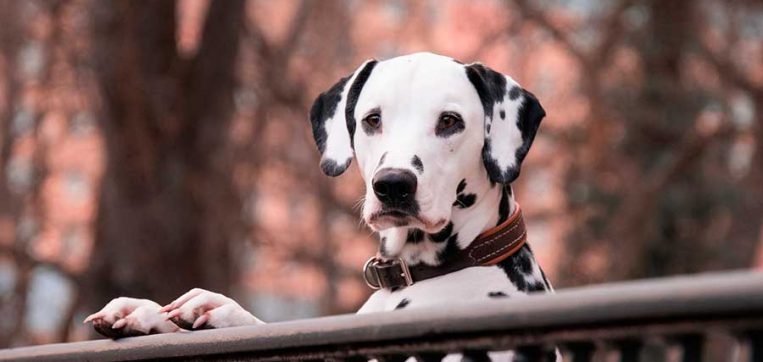 Castrar o esterilizar a tu mascota: es buena idea?